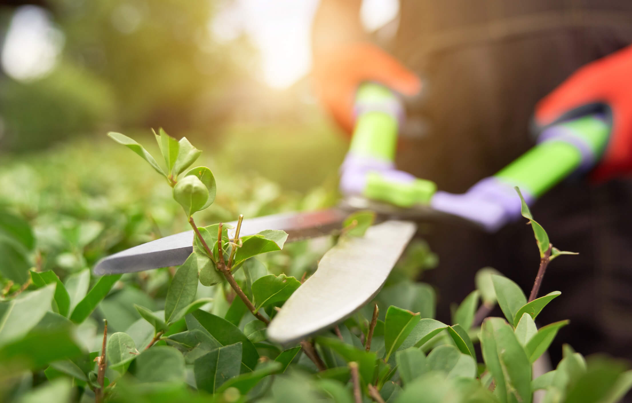 service entretien jardin