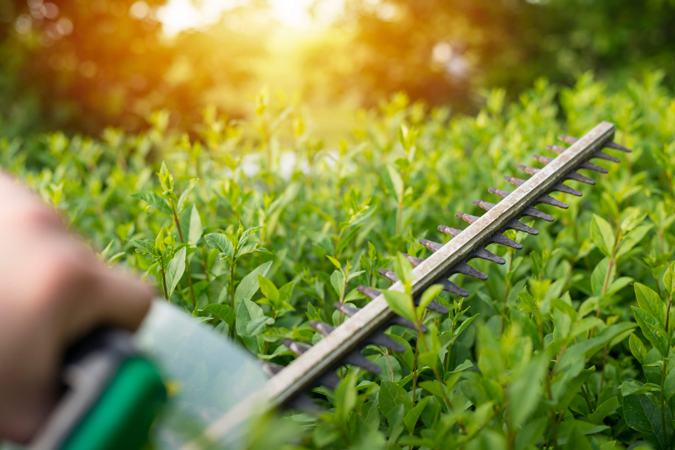 service entretien jardin