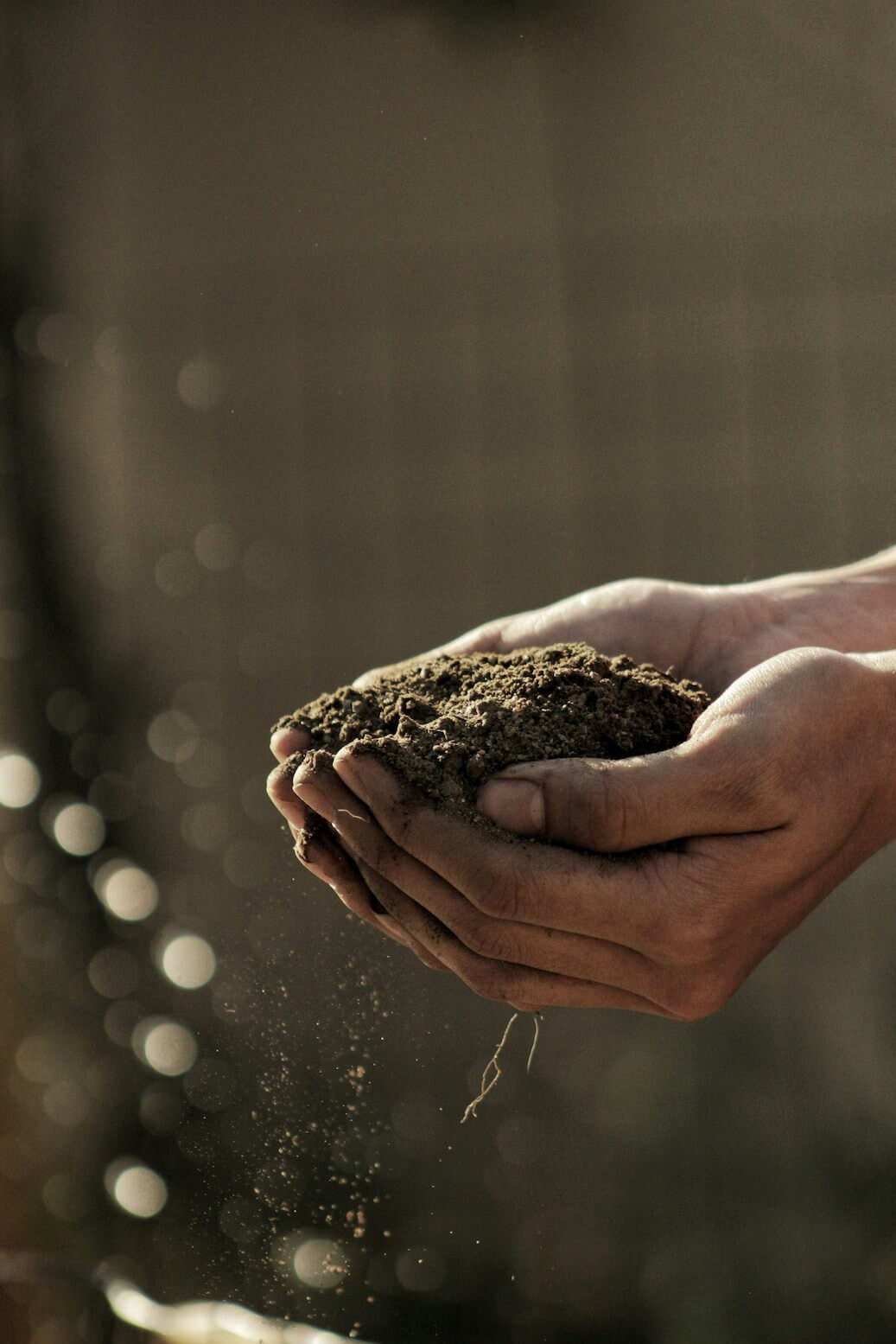 service entretien jardin