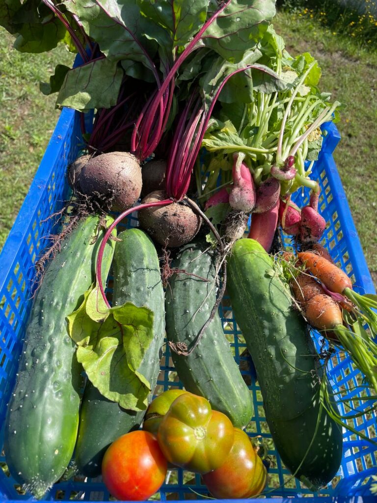 Récolte de potager