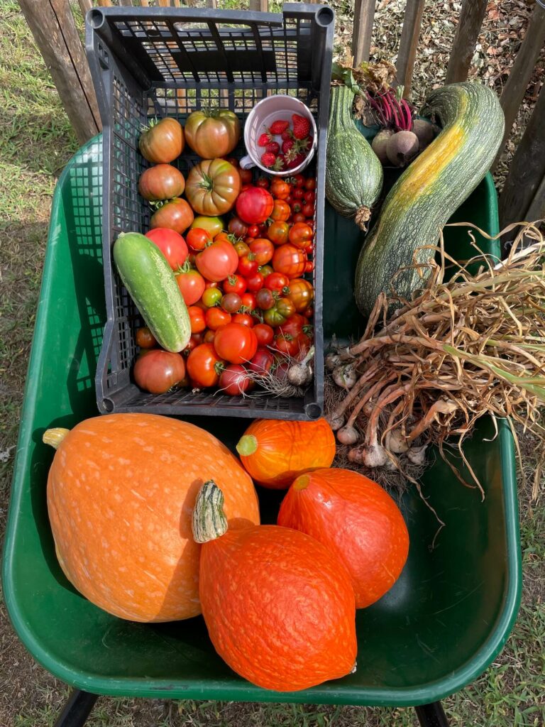 Maintenance de potager
